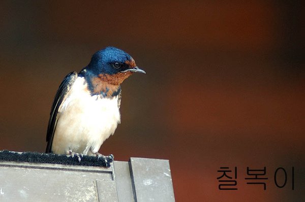 제비